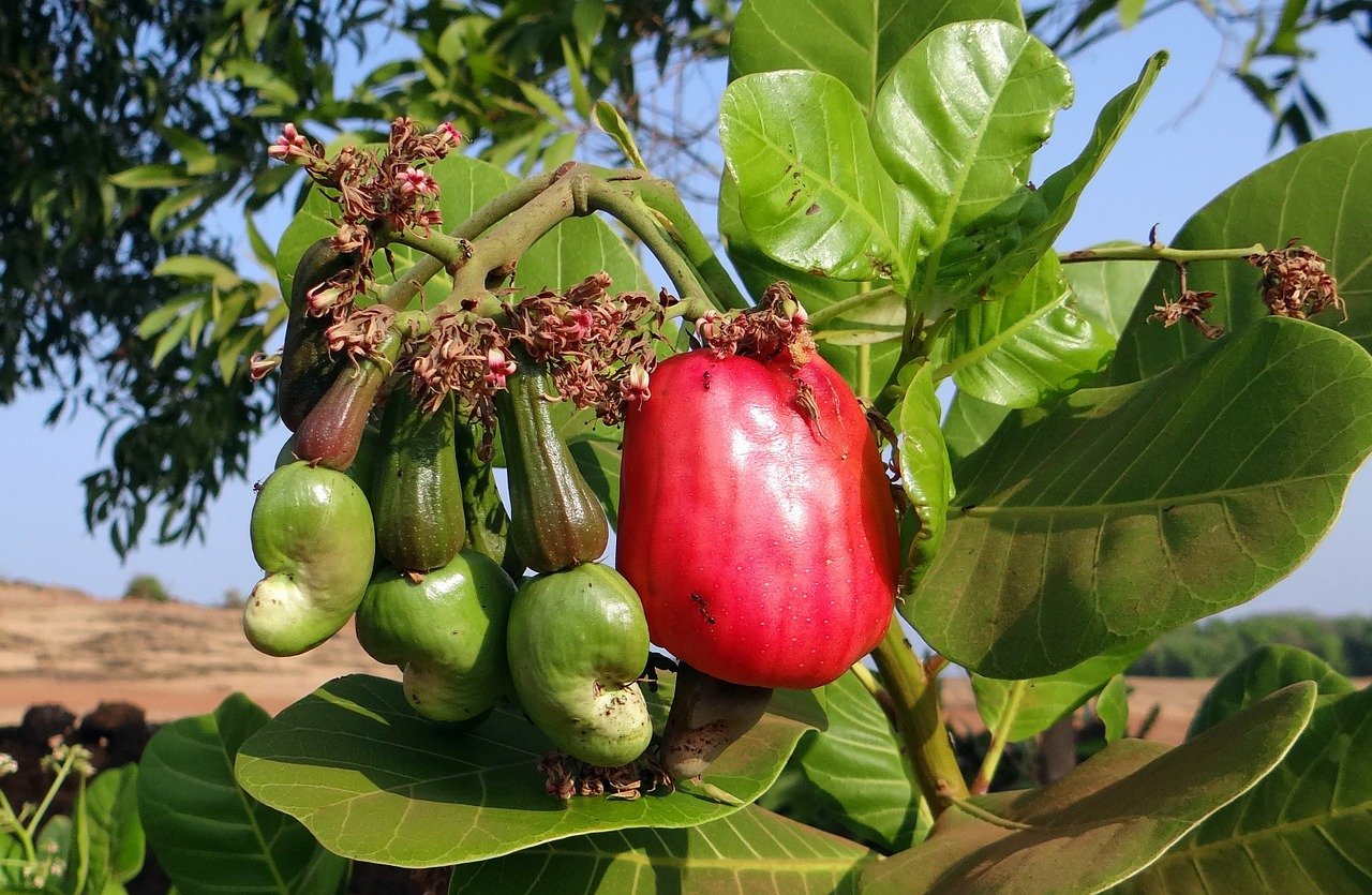 Đây không chỉ là một loại trái cây ngon miệng mà còn có nhiều lợi ích chữa bệnh. Quả điều chứa nhiều chất chống oxy hóa, giúp tăng cường sức khỏe tim mạch và ngăn ngừa viêm nhiễm.