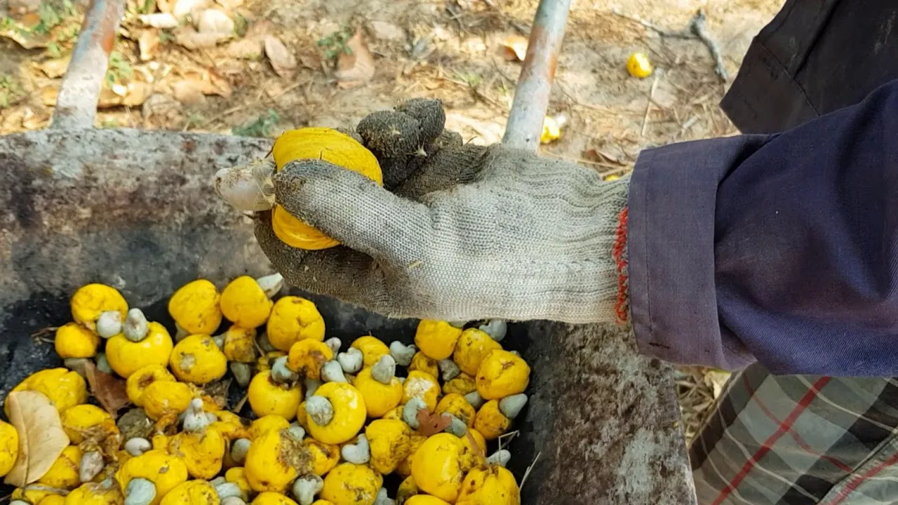 Thời Điểm Thu Hoạch Hạt Điều