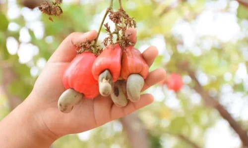 Thời Gian Thu Hoạch Hạt Điều