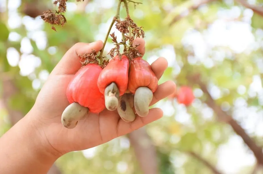 Thời Gian Thu Hoạch Hạt Điều